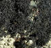 Lichen Lichina pygmaea